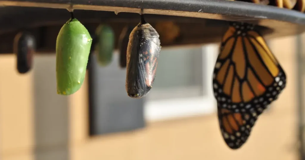 Foto de casulos e uma borboleta simbolizando o poder de mudar o jeito de ser.